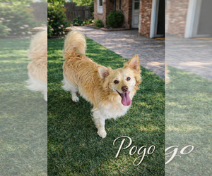 Colonial Cocker Spaniel Dogs for adoption in Menifee, CA, USA