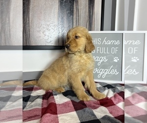 Golden Retriever Puppy for sale in FRANKLIN, IN, USA