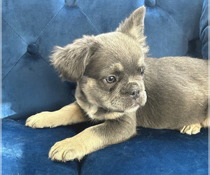 French Bulldog Puppy for sale in COLUMBUS, OH, USA