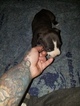 Small #12 American Pit Bull Terrier