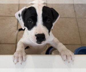 American Staffordshire Terrier-Unknown Mix Dogs for adoption in Holly Springs, NC, USA