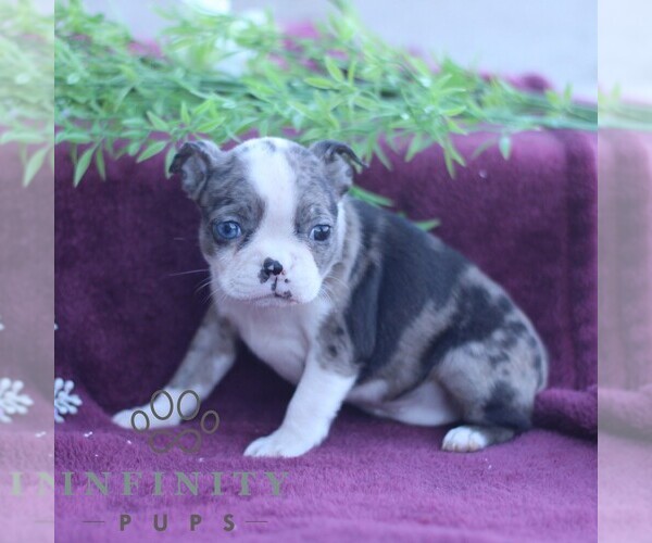 Medium Photo #3 Boston Terrier Puppy For Sale in PORT ROYAL, PA, USA