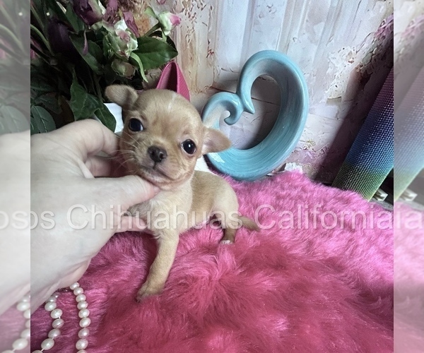 Medium Photo #2 Chihuahua Puppy For Sale in TRACY, CA, USA