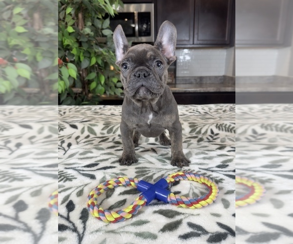 Medium Photo #1 French Bulldog Puppy For Sale in GREENWOOD, IN, USA