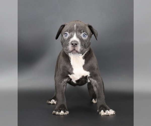 Medium Photo #2 American Bully Puppy For Sale in CHAMPAIGN, IL, USA
