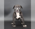 Small #1 American Bully