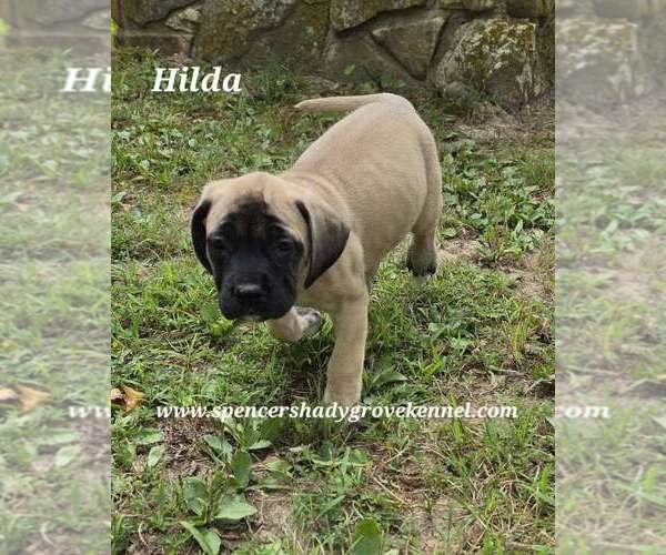 Medium Photo #5 Mastiff Puppy For Sale in CABOOL, MO, USA