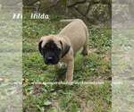 Small #4 Mastiff
