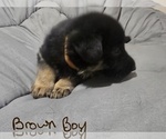 Small Photo #9 German Shepherd Dog Puppy For Sale in APACHE JUNCTION, AZ, USA