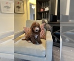 Small Photo #15 Cavapoo Puppy For Sale in LAS VEGAS, NV, USA