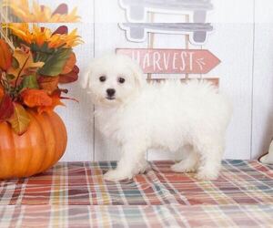 Maltichon Puppy for sale in BEL AIR, MD, USA