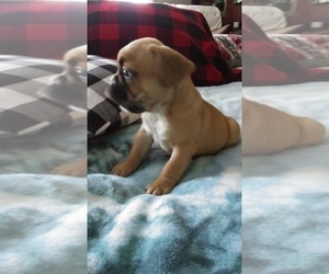 French Bulldog Puppy for sale in NEW WAVERLY, TX, USA