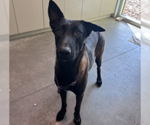 Scout - Located in Florida - Male Mutt Dog for Adoption - Photo #3