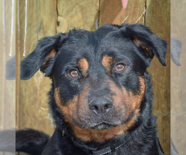 Medium Photo #5 Rottweiler Puppy For Sale in Huntley, IL, USA