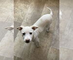 Small #12 Mutt