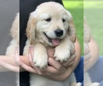 Small Photo #3 English Cream Golden Retriever Puppy For Sale in MORGANTOWN, IN, USA