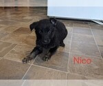 Small Photo #8 German Shepherd Dog Puppy For Sale in LUCERNE, IN, USA