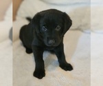 Puppy Cardi Golden Labrador