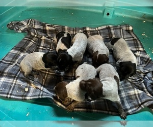 German Shorthaired Pointer Puppy for sale in SANBORN, NY, USA
