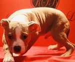 Puppy Puppy 3 American Bully