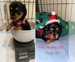 Small Photo #1 Dachshund Puppy For Sale in STONY CREEK, VA, USA