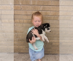 Siberian Husky Dog for Adoption in WASHBURN, Illinois USA