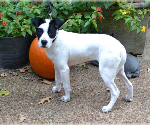 Medium Photo #4 Pointer-Unknown Mix Puppy For Sale in Enfield, CT, USA