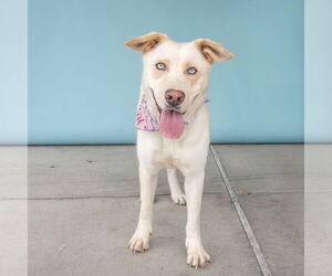 German Shepherd Dog Dogs for adoption in Pasadena, CA, USA