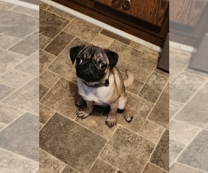 Pug Puppy for sale in STEDMAN, NC, USA