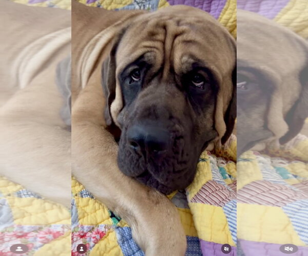Medium Photo #10 Mastiff Puppy For Sale in Goodyear, AZ, USA