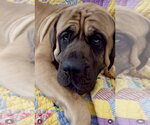 Small #9 Mastiff