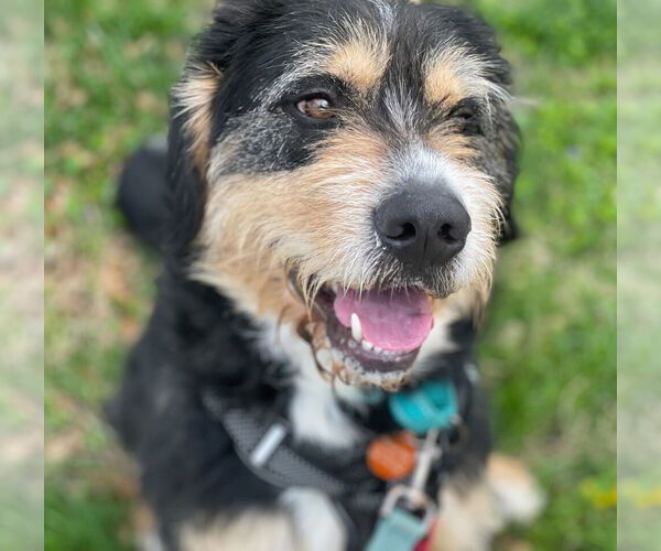 Medium Photo #4 Greater Swiss Mountain Dog-Irish Terrier Mix Puppy For Sale in Greenbelt, MD, USA