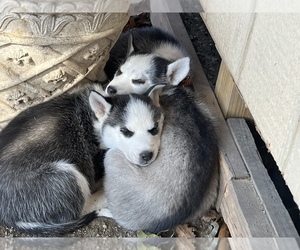 Alaskan Husky-Siberian Husky Mix Puppy for sale in DALLAS, TX, USA