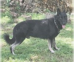 Small Photo #1 German Shepherd Dog Puppy For Sale in BUSHNELL, FL, USA