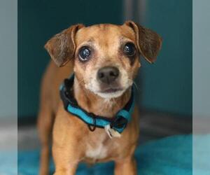 Chihuahua-Unknown Mix Dogs for adoption in San Antonio, TX, USA