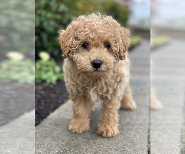 Medium Photo #1 Poodle (Miniature) Puppy For Sale in CANOGA, NY, USA