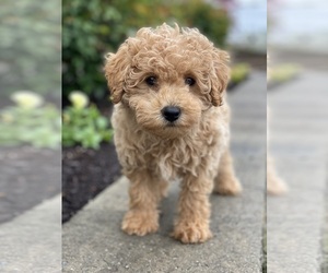 Poodle (Miniature) Puppy for sale in CANOGA, NY, USA