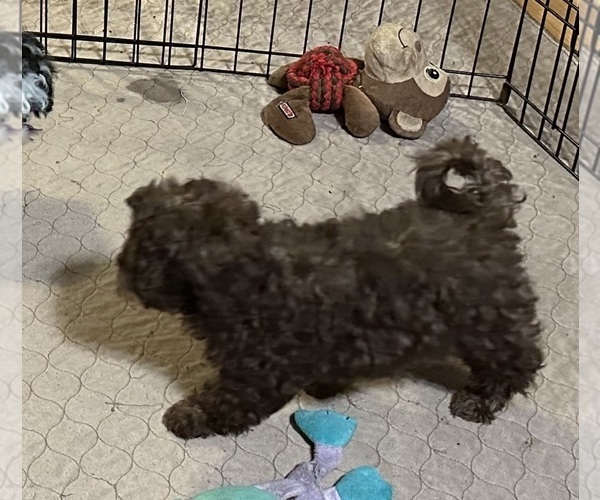 Medium Photo #2 Shih-Poo Puppy For Sale in GLOUCESTER, VA, USA