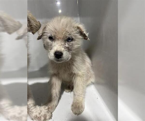 Medium Photo #1 Great Pyrenees-Unknown Mix Puppy For Sale in Houston, TX, USA