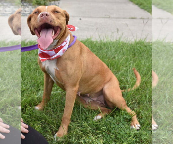 Medium Photo #22 American Staffordshire Terrier-Unknown Mix Puppy For Sale in Sanford, FL, USA