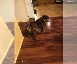 English Bulldog Puppy for sale in CLEVELAND, NC, USA