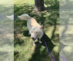 Small #4 Siberian Husky
