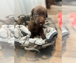 Puppy Puppy 3 Labrador Retriever
