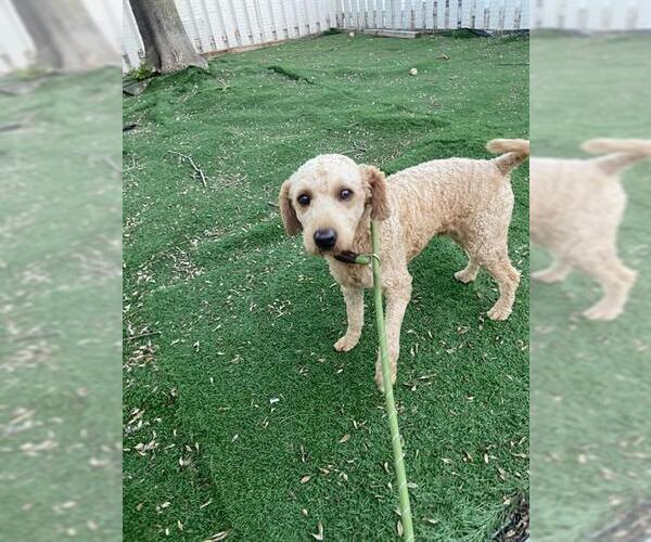 Medium Photo #1 Poodle (Miniature) Puppy For Sale in Fremont, CA, USA