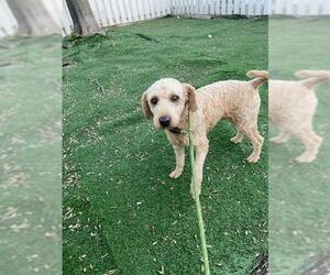 Poodle (Miniature) Dogs for adoption in Fremont, CA, USA