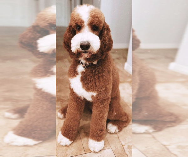 Medium Photo #1 Goldendoodle Puppy For Sale in PRESCOTT VALLEY, AZ, USA