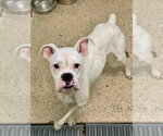 Small #4 Boxer