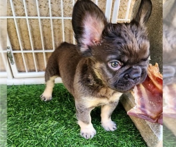 Medium Photo #12 French Bulldog Puppy For Sale in LAS VEGAS, NV, USA