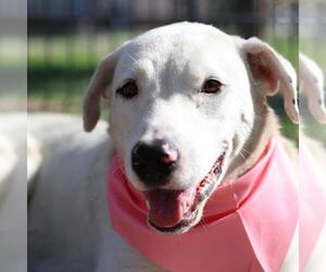 Labrador Retriever-Unknown Mix Dogs for adoption in San Antonio, TX, USA