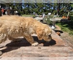 Small #2 Goldendoodle